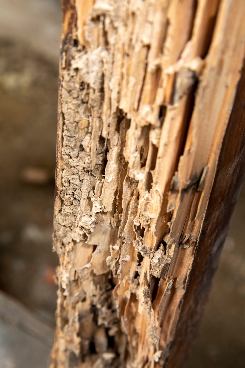 Diagnostic termites sur un bâtiment